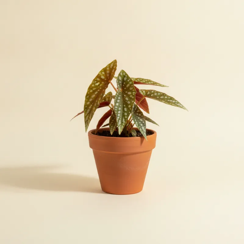 Begonia — Begonia maculata (illustratie)