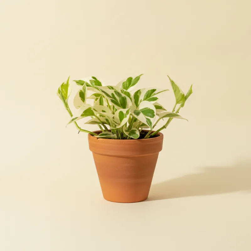 Drakenklimop — Epipremnum aureum 'N'Joy' (illustratie)