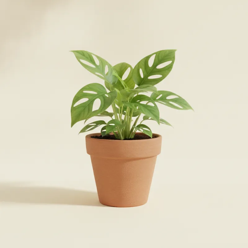 Drakenklimop — Epipremnum pinnatum (illustratie)