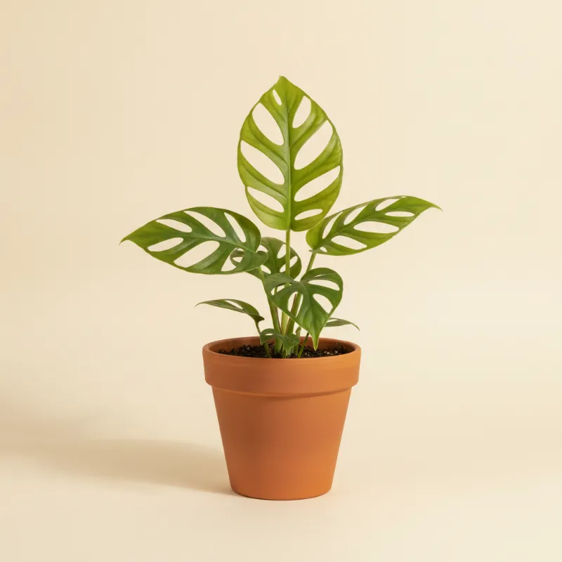 Drakenklimop — Epipremnum pinnatum 'Skeleton Key' (illustratie)