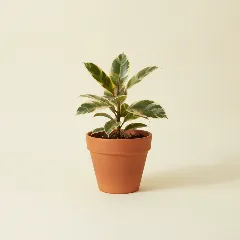 Ficus