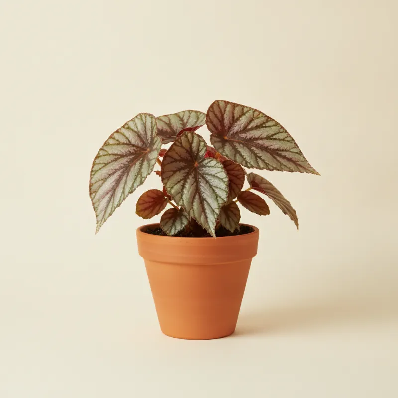 Begonia — Begonia rex (illustratie)