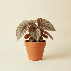 Begonia
