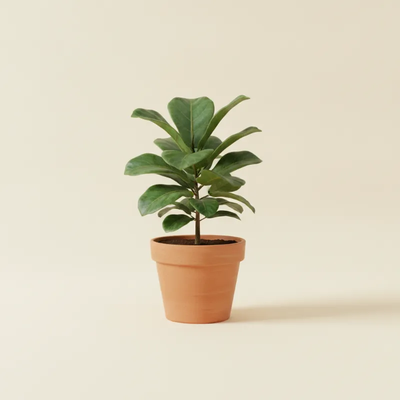 Ficus — Ficus lyrata 'Compacta' (illustratie)