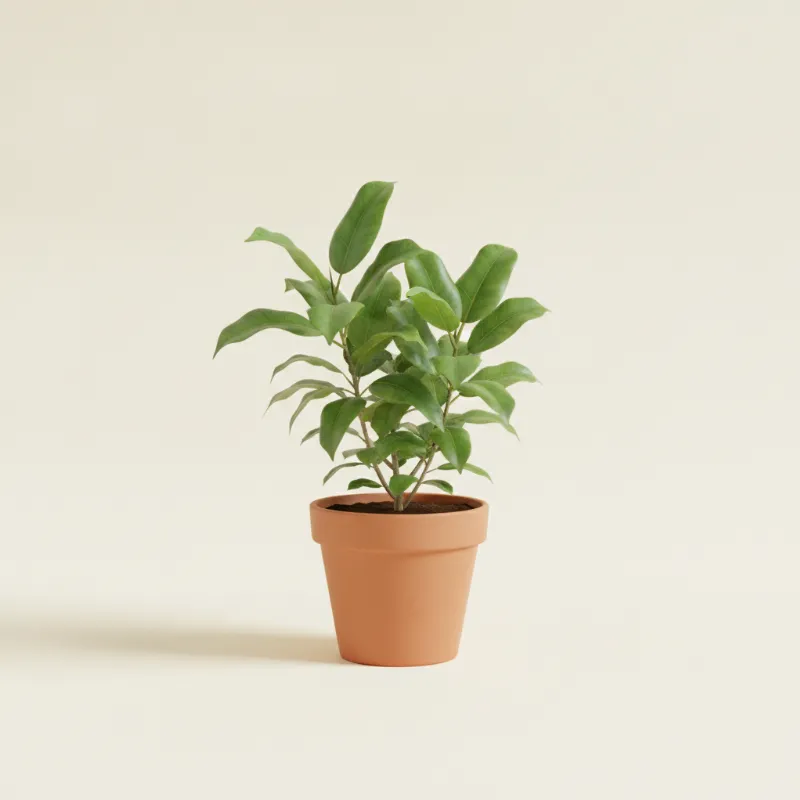 Ficus — Ficus maclellandii 'Amstel King' (illustratie)