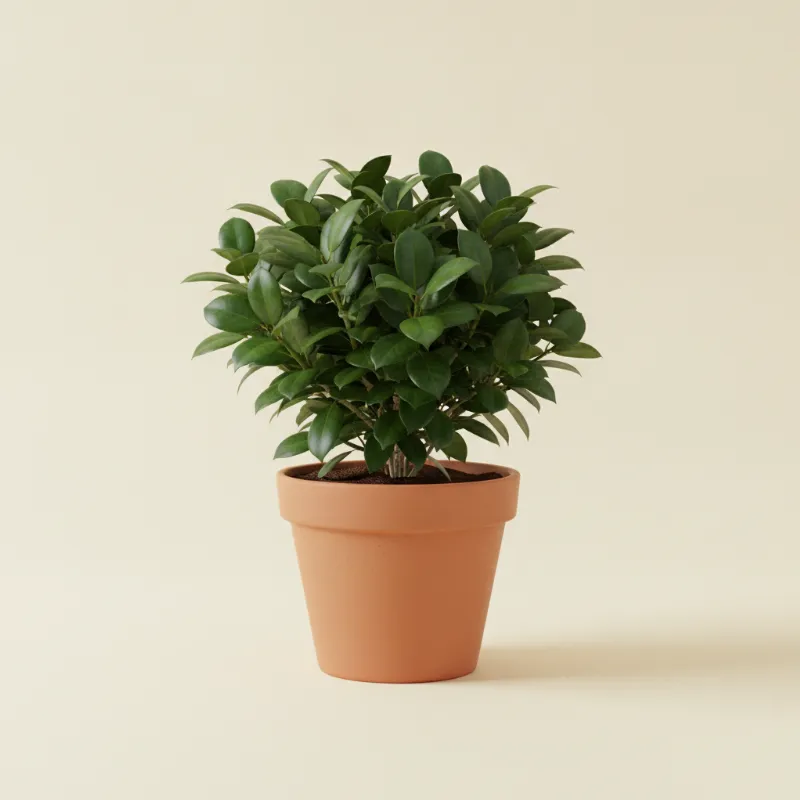 Ficus — Ficus microcarpa 'Moclame' (illustratie)