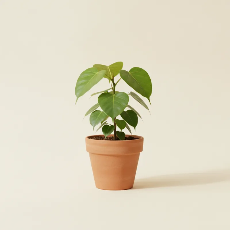 Ficus — Ficus religiosa (illustratie)