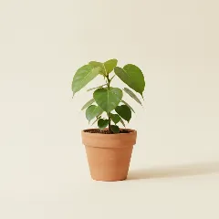 Ficus