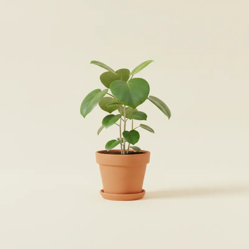 Ficus — Ficus umbellata (illustratie)