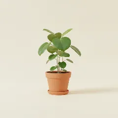Ficus