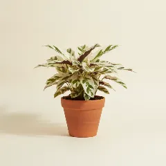 Calathea