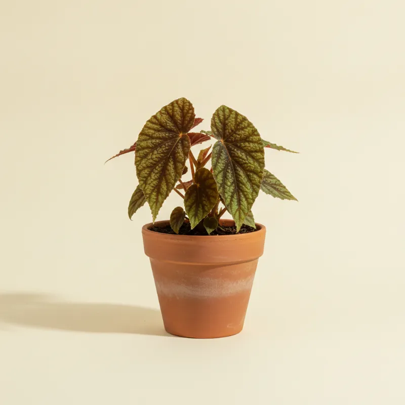 Begonia — Begonia masoniana (illustratie)