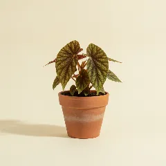 Begonia