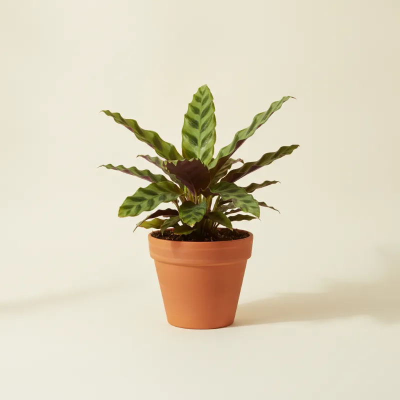 Calathea — Goeppertia rufibarba 'Blue Grass' (illustratie)