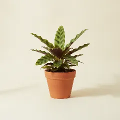 Calathea