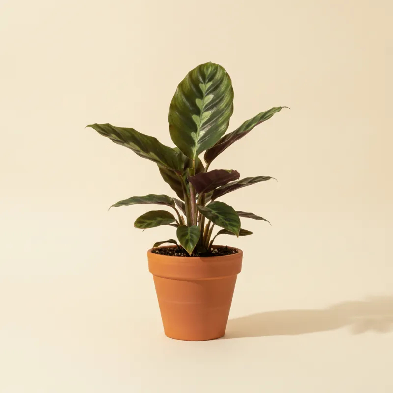 Calathea — Goeppertia warszewiczii (illustratie)