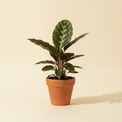 Calathea
