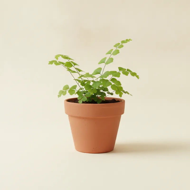Hemionitis arifolia (illustratie)