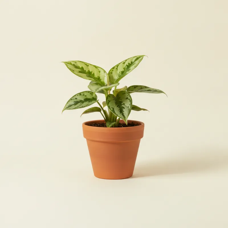 Homalomena — Homalomena 'Camouflage' (illustratie)