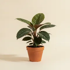 Homalomena