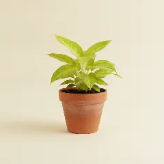 Homalomena