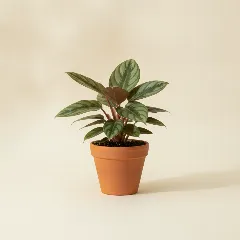 Homalomena