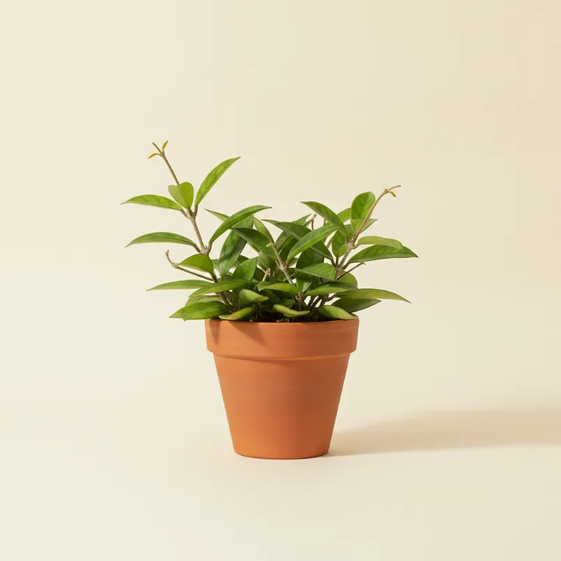 Wasbloem — Hoya affinis (illustratie)