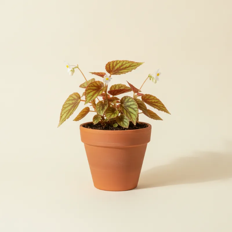 Begonia — Begonia bowerae (illustratie)