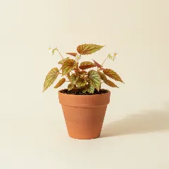 Begonia