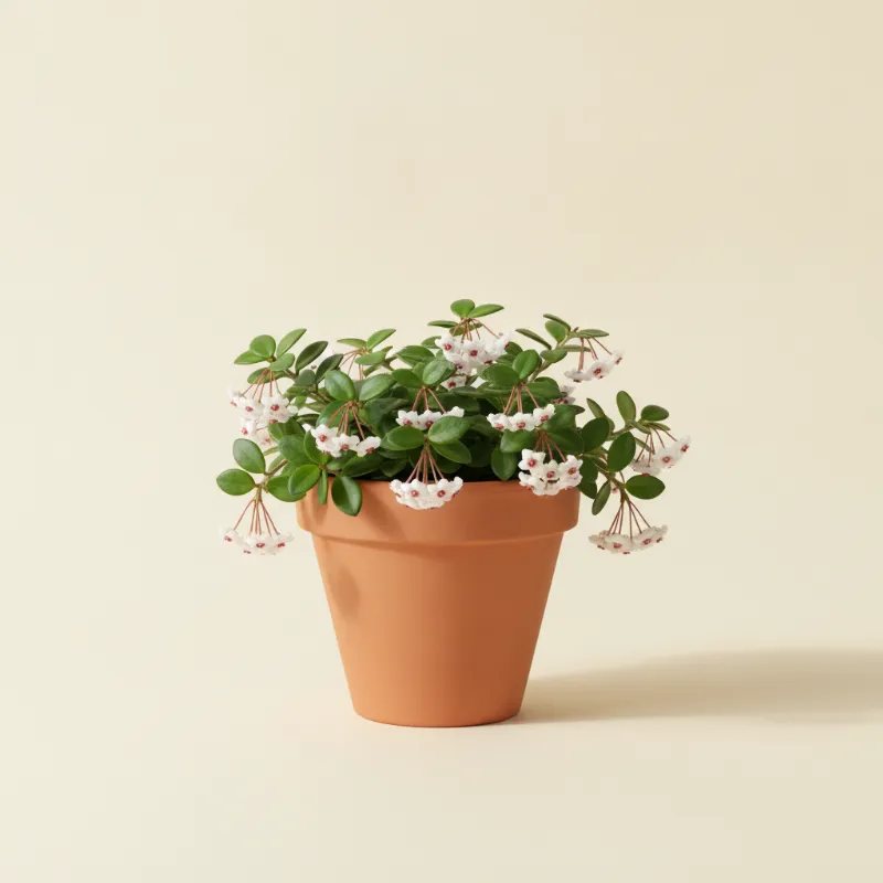 Wasbloem — Hoya bella (illustratie)