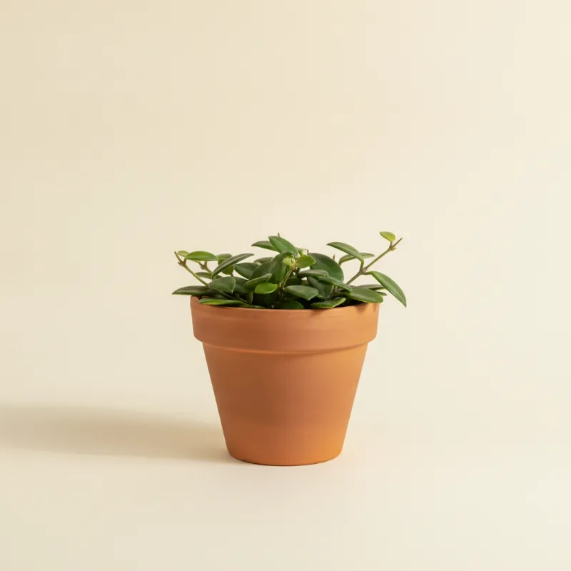 Wasbloem — Hoya bilobata (illustratie)