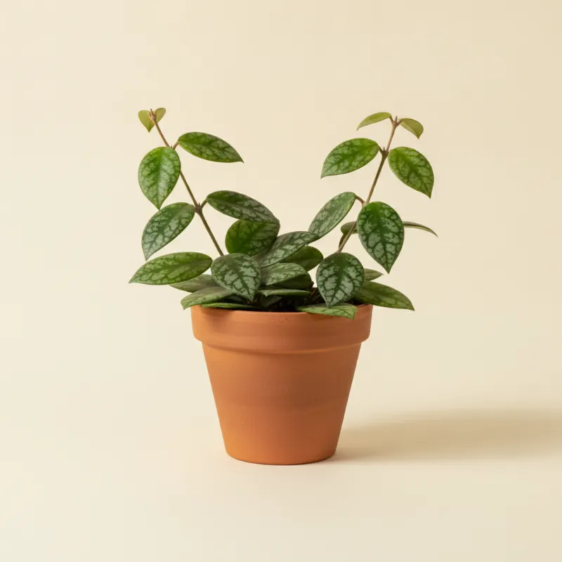 Wasbloem — Hoya caudata (illustratie)