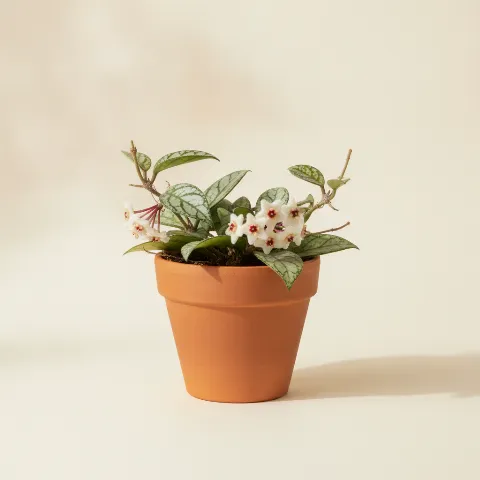 Wasbloem