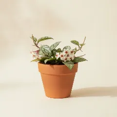 Wasbloem