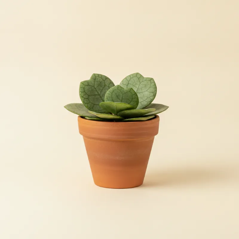 Wasbloem — Hoya chelsea (illustratie)