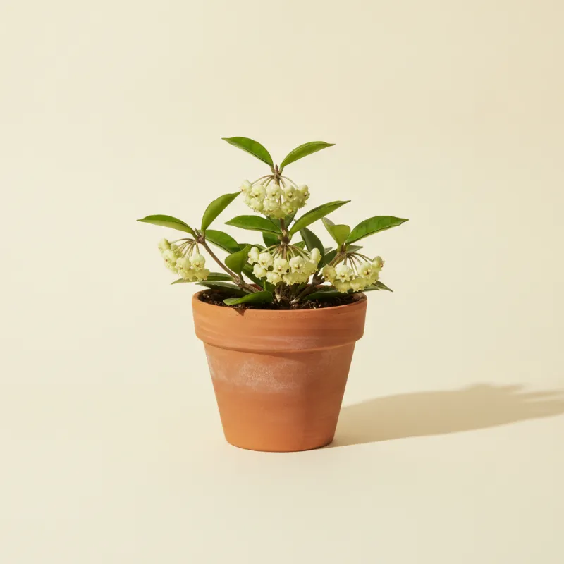 Wasbloem — Hoya chlorantha (illustratie)