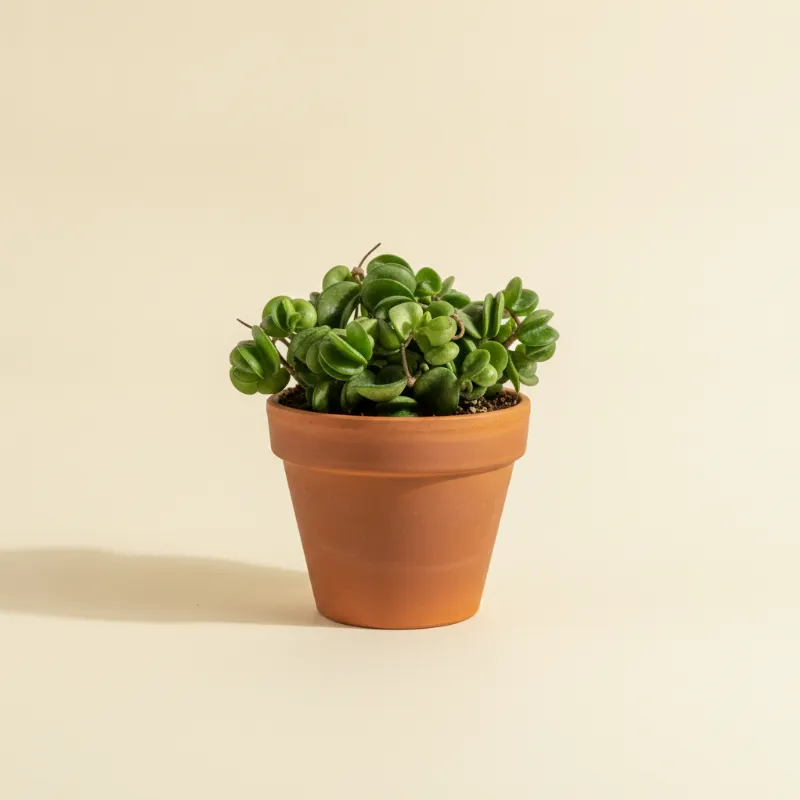 Wasbloem — Hoya compacta (illustratie)
