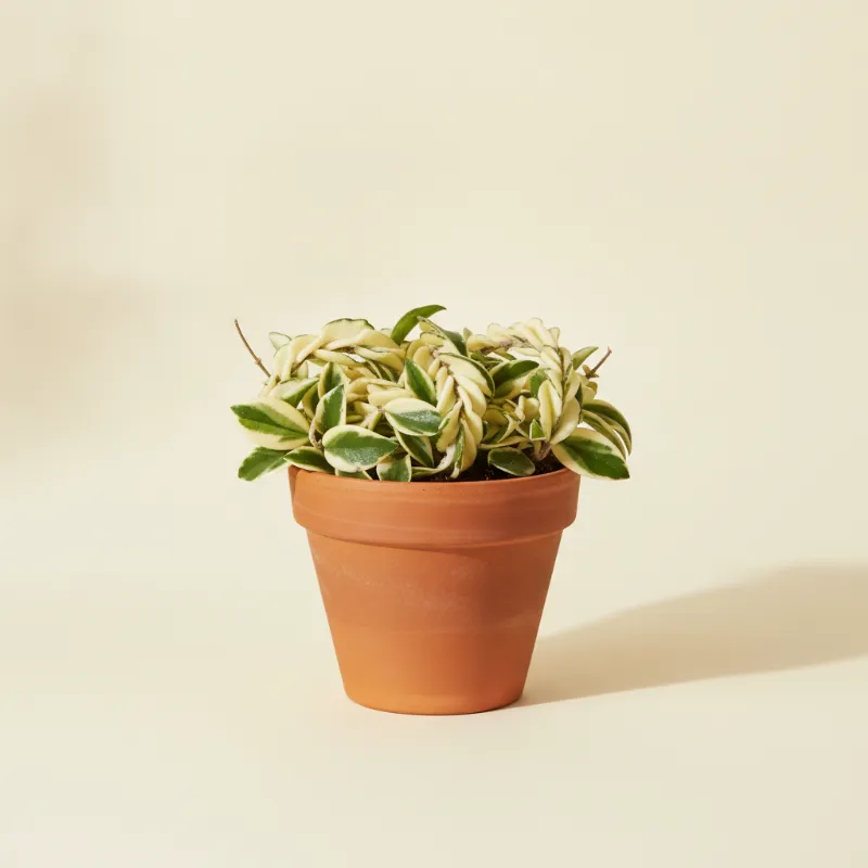 Wasbloem — Hoya compacta 'Variegata' (illustratie)