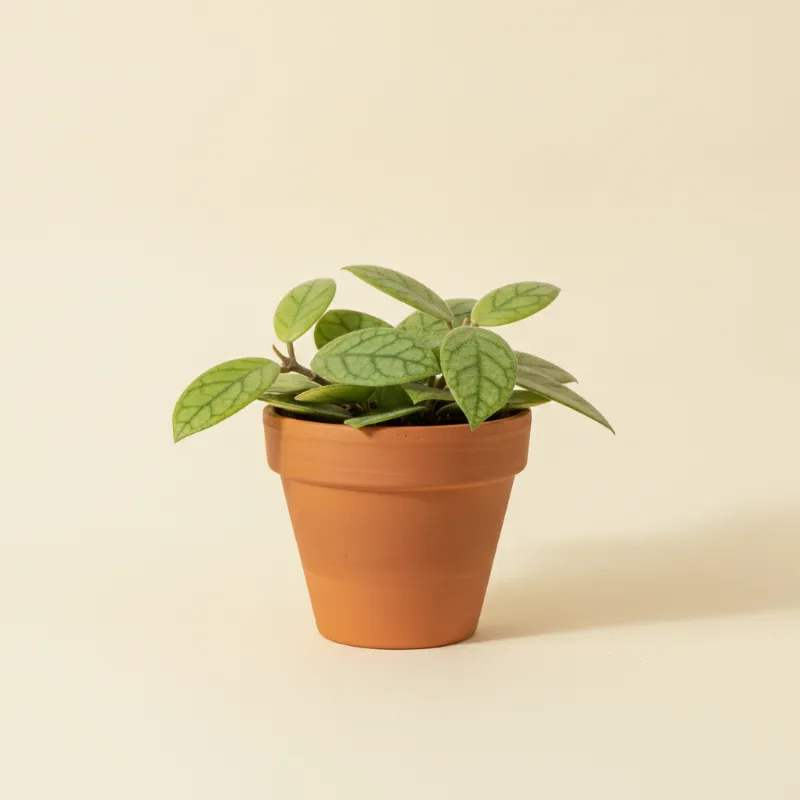 Wasbloem — Hoya coriacea (illustratie)
