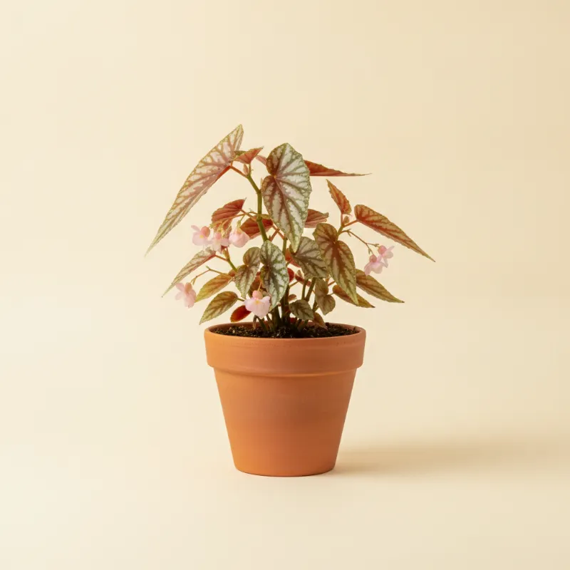 Begonia — Begonia 'Tamaya' (illustratie)