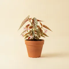 Begonia