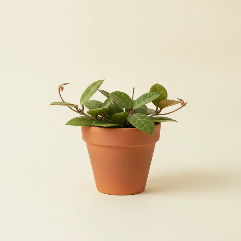 Wasbloem — Hoya crassipetiolata (illustratie)