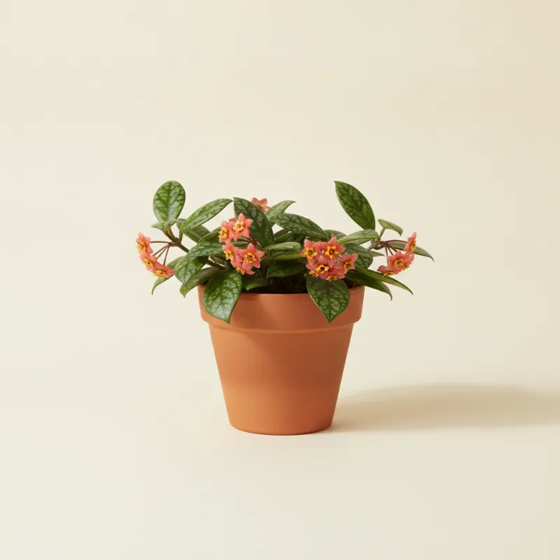 Wasbloem — Hoya davidcummingii (illustratie)