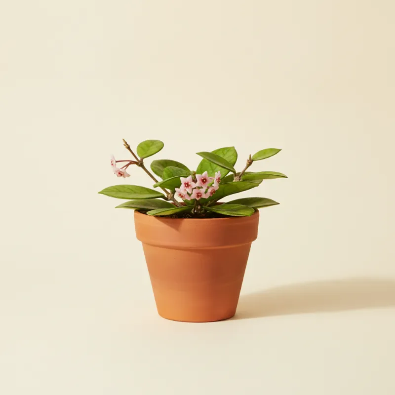 Wasbloem — Hoya diversifolia (illustratie)