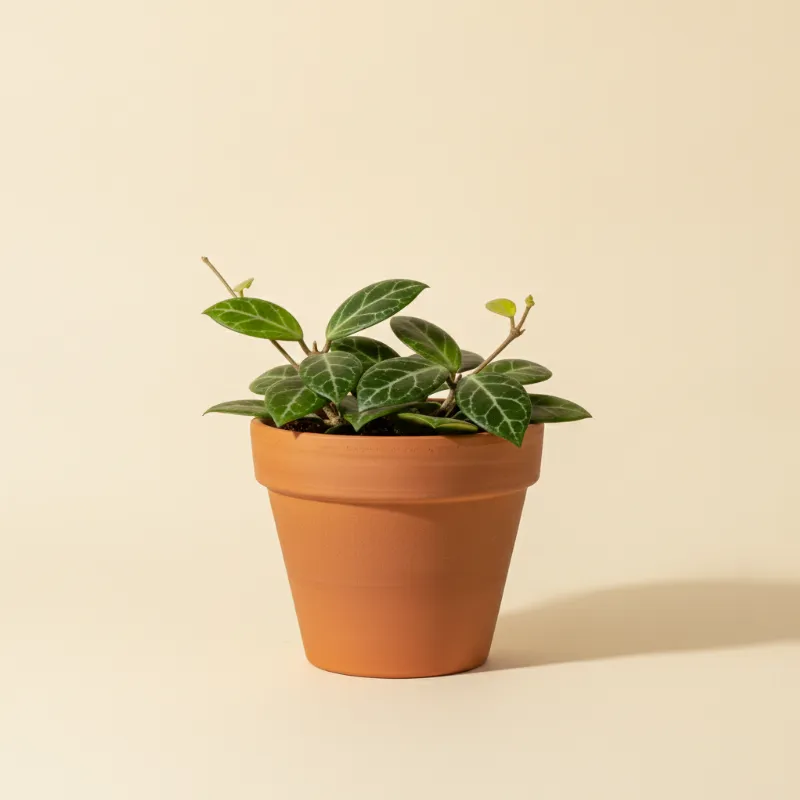 Wasbloem — Hoya elliptica (illustratie)