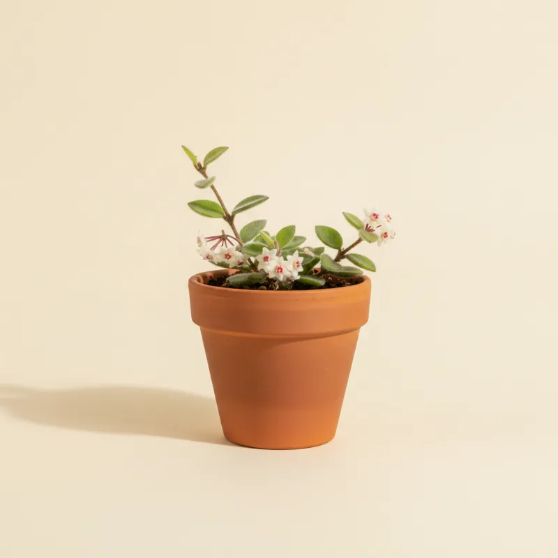 Wasbloem — Hoya engleriana (illustratie)