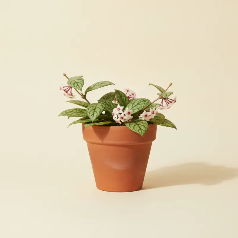 Wasbloem — Hoya finlaysonii (illustratie)