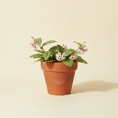 Wasbloem