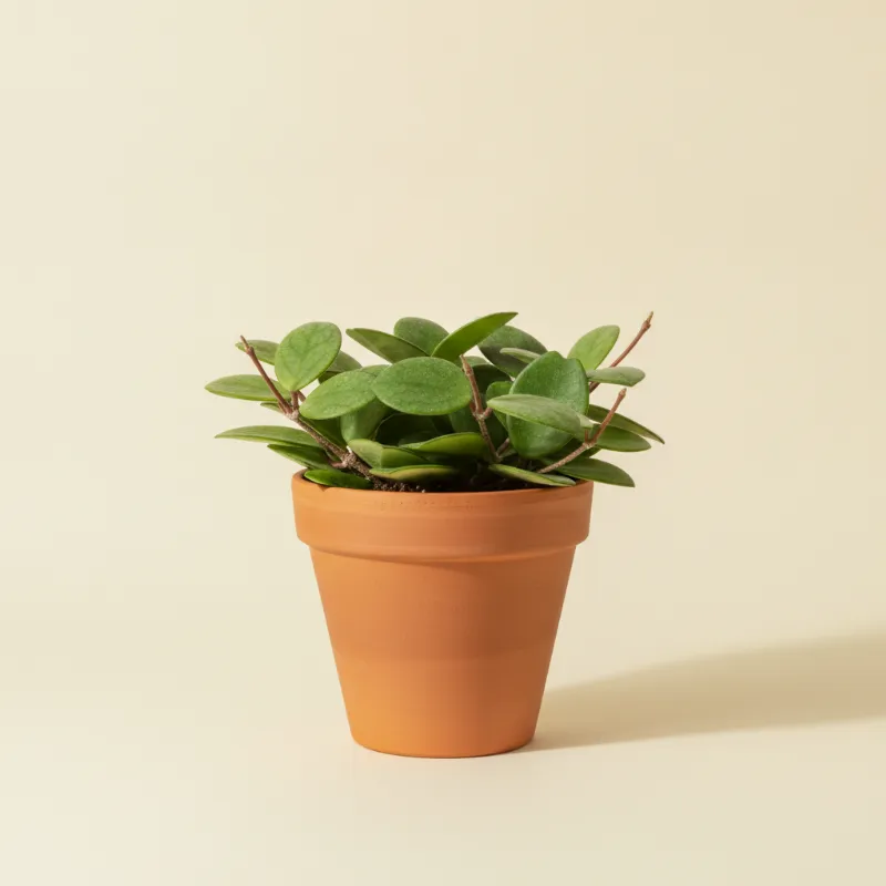 Wasbloem — Hoya fungii (illustratie)