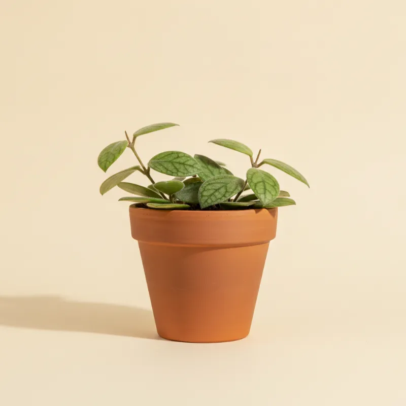 Wasbloem — Hoya globulosa (illustratie)